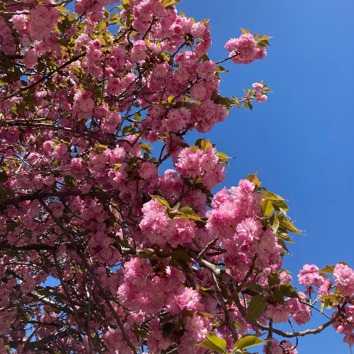 CollieCrusader's tweet photo. 💗🌸💗 Here’s the second of five #kwanzancherry trees 🌳 that decorate our street. We know because we love 💗 them and beg the neighbors not to ever cut 🪓 them down! We can be mildly annoying when it comes to collie flowers!
🌸💗🌸
#doublecherry #collieflower #collie https://t.co/QhhJTorrPH