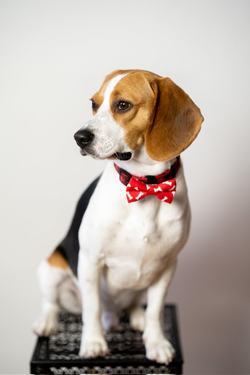 arnab pal tweet media