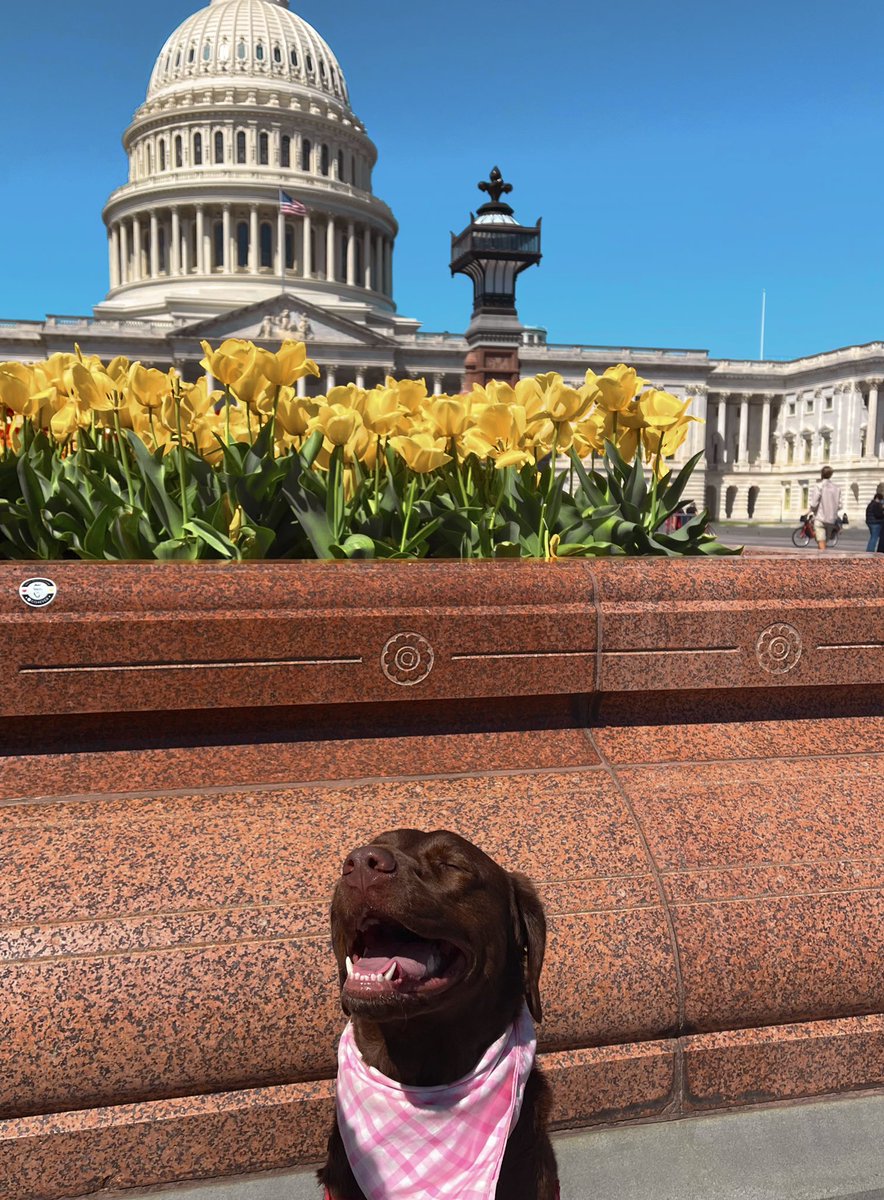 LauraDhrndz's tweet photo. Chloe’s favorite time of the year! 🌷 https://t.co/pFTgEVSY6y