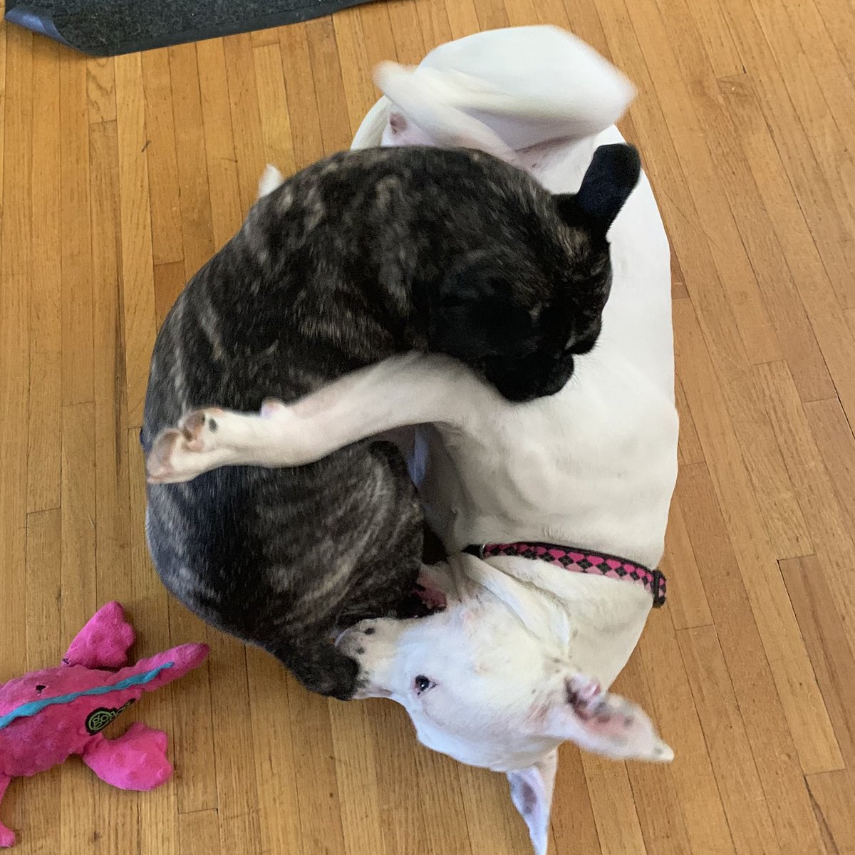 antolovichm's tweet photo. #puppylove brings me joy! @pureedgeinc #StartWithTheHeart https://t.co/YAqnKECSvz