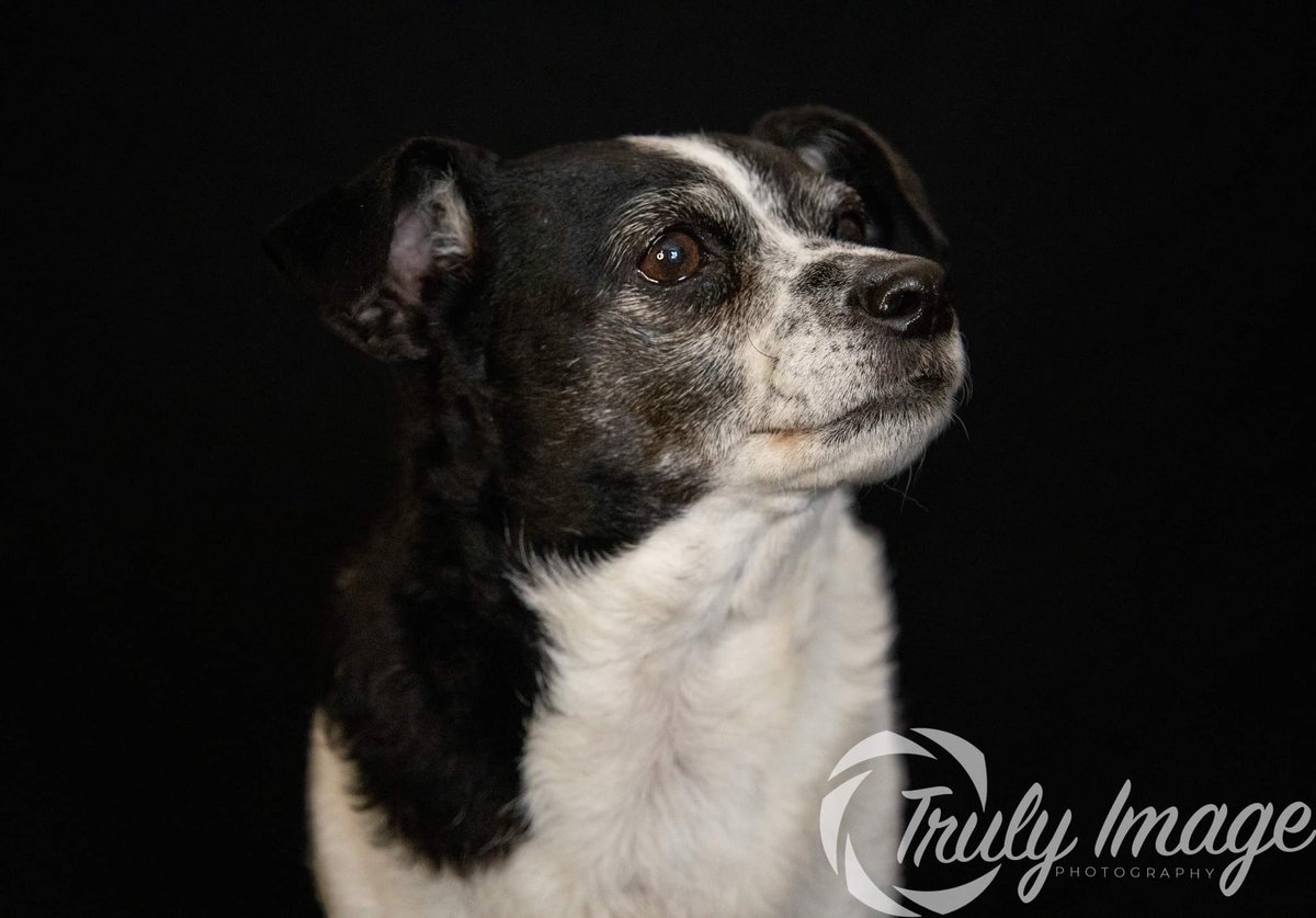 TrulyImage's tweet image. Heres Mitzee a 9 year old jack Russel cross she was such a star and sat there like a rock 😍 I hope you all have a lovely Easter 🐣