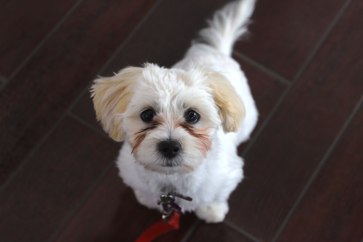 WildeETHonda's tweet photo. Meet Tully, our Pet of the Week! 🐶 🐕
This 16-week-old Shitzu Mix stopped into Wilde East Towne Honda last week! He is still getting used to his collar, but he definitely loved the extra attention he got here!
#PetOfTheWeek #Dogspotting #Wilde #DogsOfMadison #NationalPetMonth https://t.co/BzBXgCz0FC