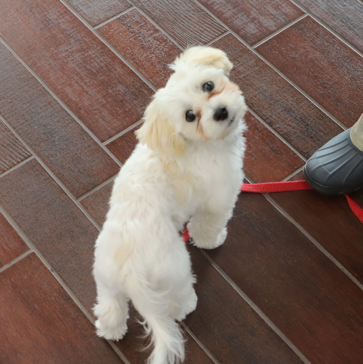 WildeETHonda's tweet photo. Meet Tully, our Pet of the Week! 🐶 🐕
This 16-week-old Shitzu Mix stopped into Wilde East Towne Honda last week! He is still getting used to his collar, but he definitely loved the extra attention he got here!
#PetOfTheWeek #Dogspotting #Wilde #DogsOfMadison #NationalPetMonth https://t.co/BzBXgCz0FC