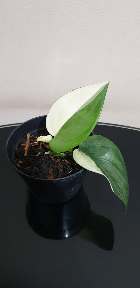 Scindapsus Silver Moonlight Variegated