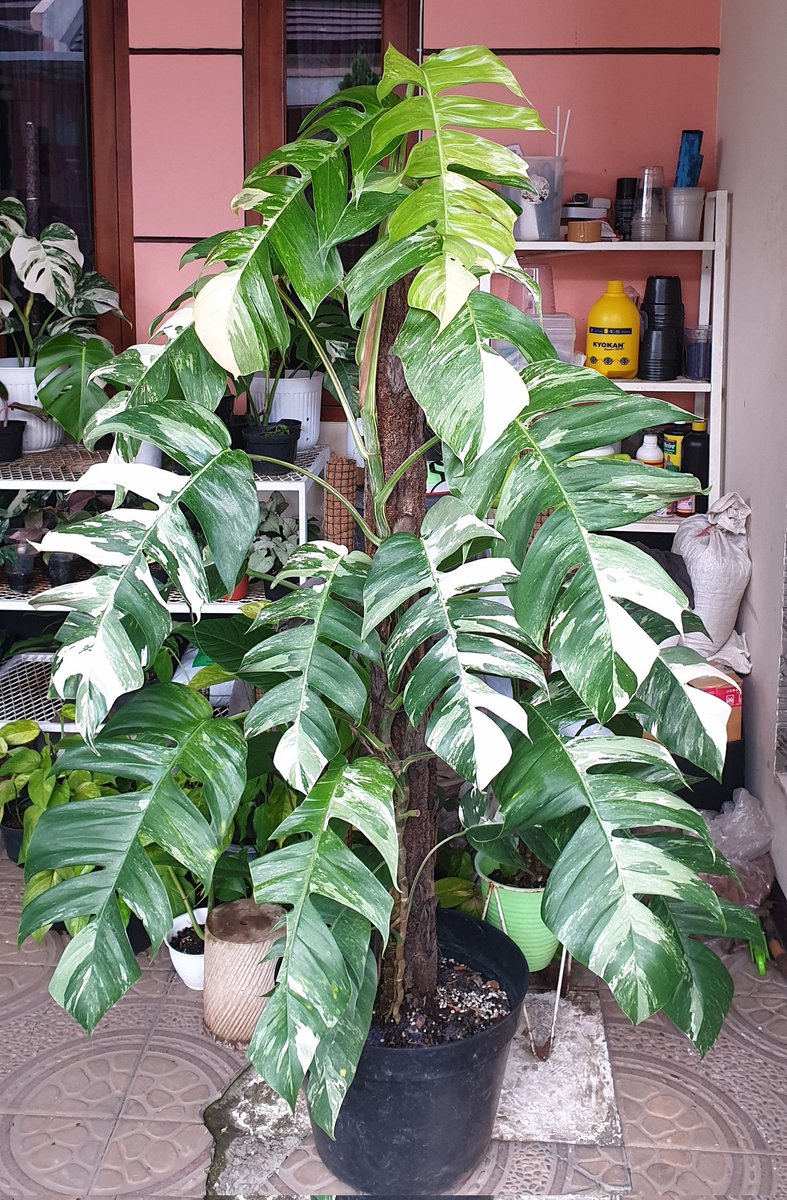 Epipremnum Pinnatum Albo Variegated