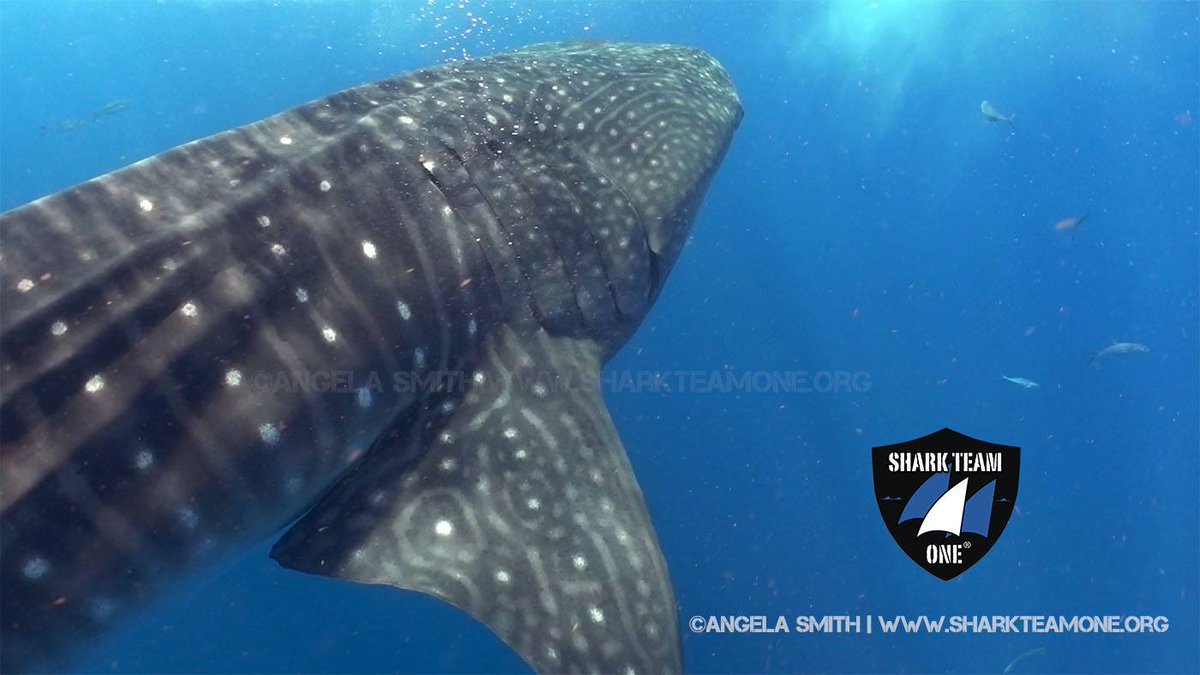 This #EarthMonth help make a difference for the biggest fish in the sea by joining us in Mexico! Many thanks to our amazing supporters in this award-winning research program! sharkteamone.org/whale-shark-ex… .@ZooMiamiConserv .<a href="/thinkTANKphoto/">think TANK Photo</a>  .<a href="/MergeMobileInc/">Merge Mobile</a> .<a href="/Microsoft_Green/">Microsoft_Green</a>
