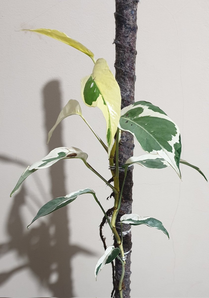 Epipremnum Pinnatum Albo Variegated Mutation