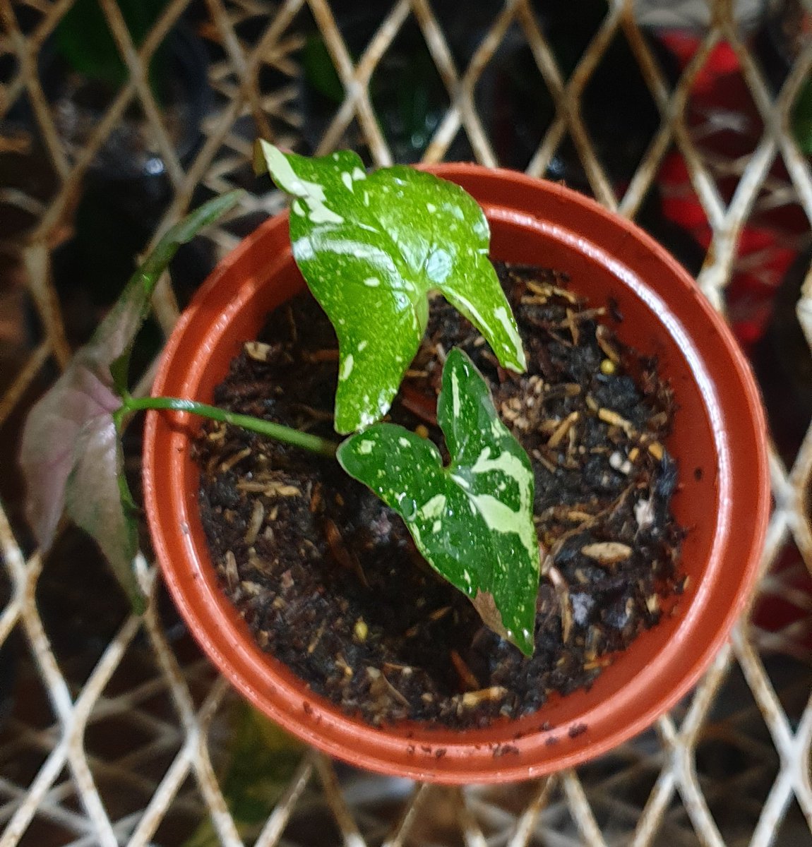 Syngonium Redspot Three Colors