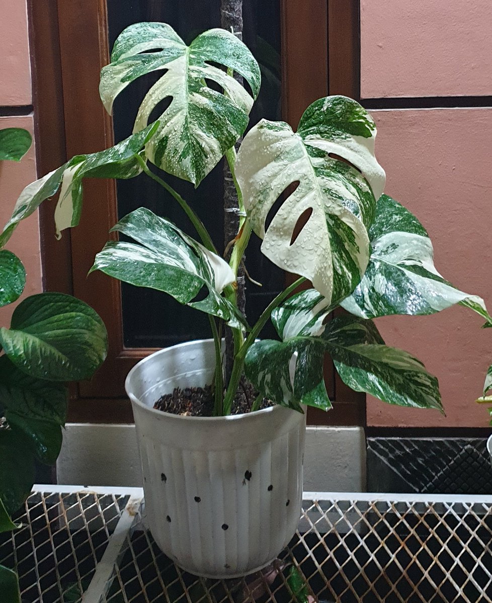 Monstera Borsigiana Holland Variegated