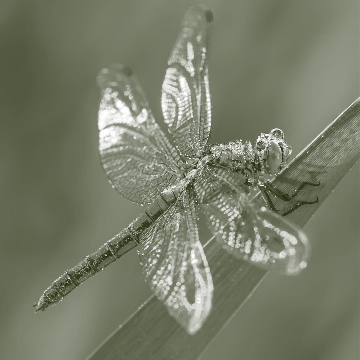 Bee Human 🐝 tweet media