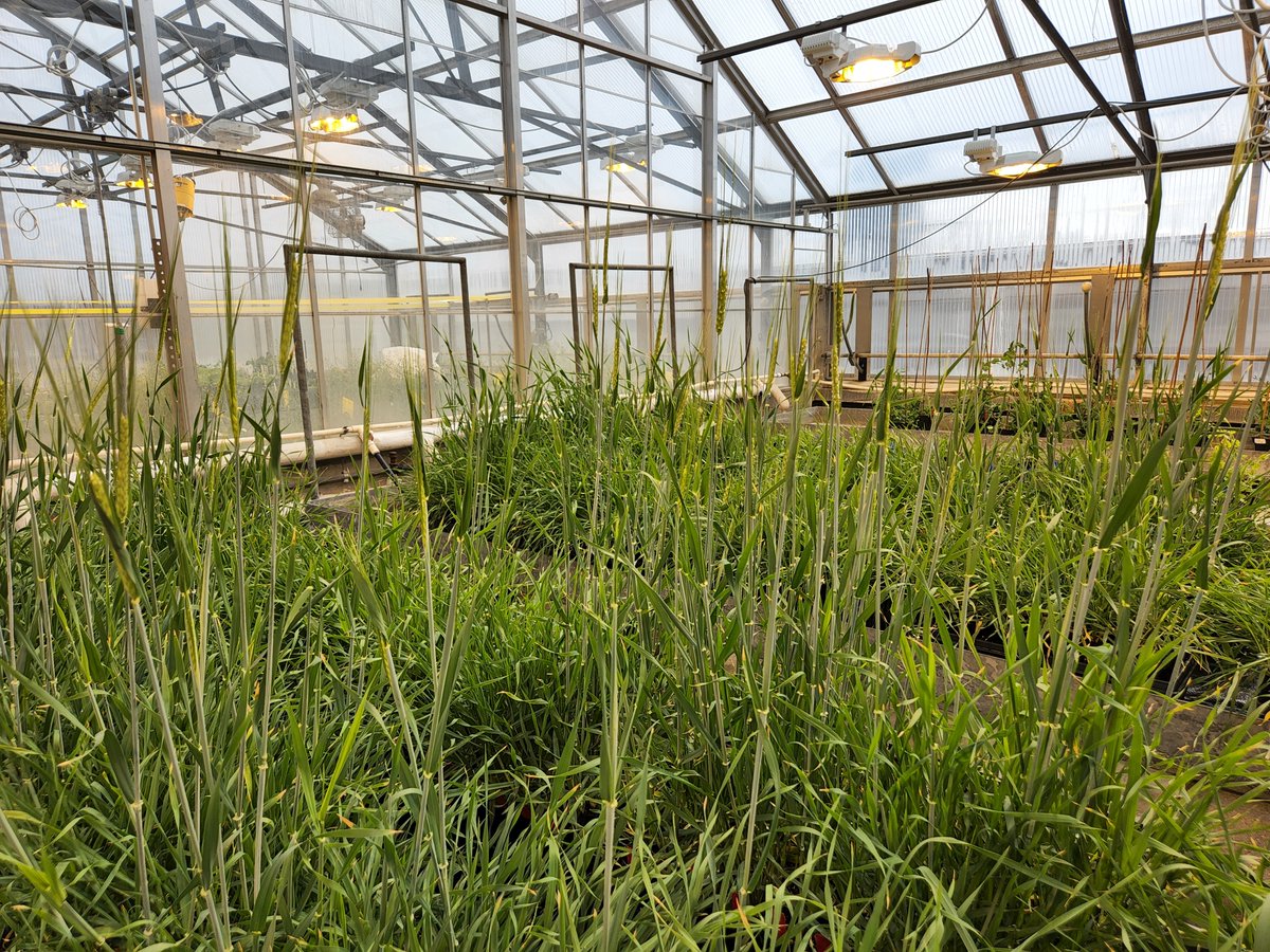 Ahmad Sallam. Ph.D. tweet media