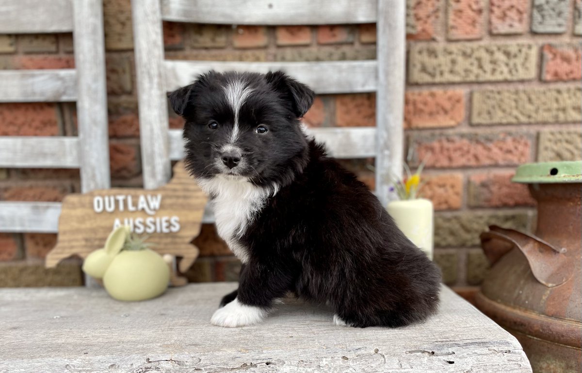 CottonFest's tweet photo. We always have a blast and raise a lot of money for The High Cotton Relief Fund with our silent and live auctions at the Thursday night VIP / Sponsor Party.

One of the auction items this year is this 10 week old mini Australian Shepherd.

https://t.co/JsLx1edeiR for tickets. https://t.co/fmn19MLiKY