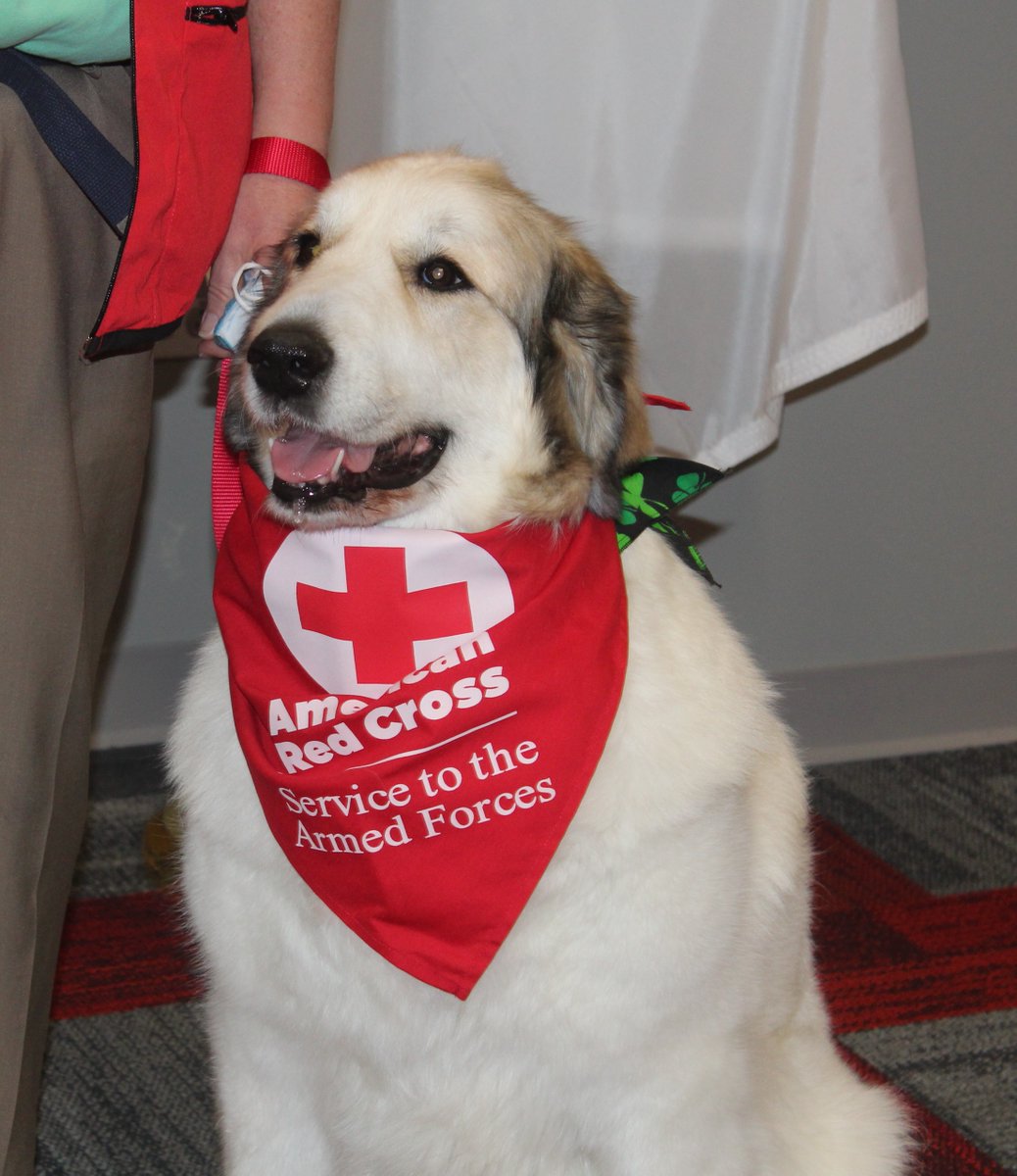 RedCrossNOH's tweet image. Macee and Murphy are two of our newest volunteers.  They're part of the new animal visitation program as we partner with the @ClevelandVAMC to bring smiles to the faces of patients and staff.  #ServicetotheArmedForces #SAF @SAFJessica
