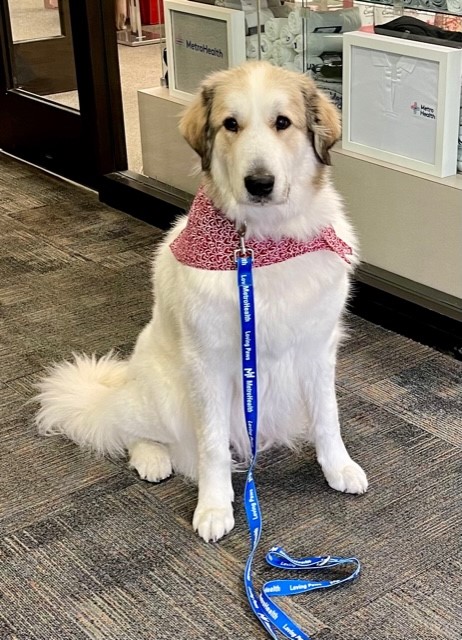 RedCrossNOH's tweet image. Macee and Murphy are two of our newest volunteers.  They're part of the new animal visitation program as we partner with the @ClevelandVAMC to bring smiles to the faces of patients and staff.  #ServicetotheArmedForces #SAF @SAFJessica