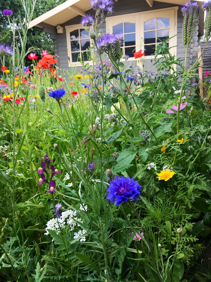 The first year we sowed our Summerhouse Meadow Garden, we planted a mixture of flowers. Cornflowers looked so vibrant 💙 #gardenersworld #flowers #garden