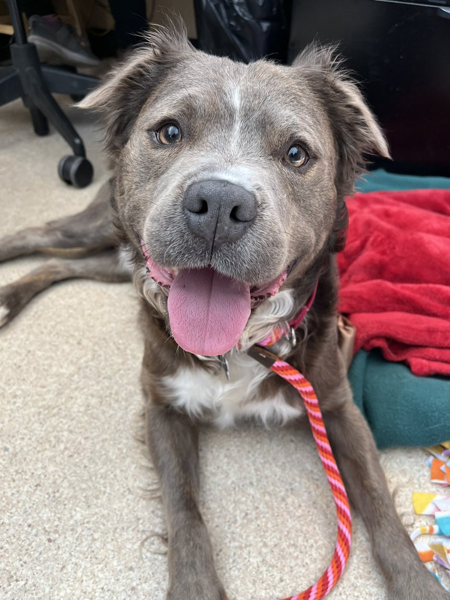 SacramentoSPCA's tweet photo. “Hi! I’m Rook! I might be 4 years old, but I could pass for 4 months with this face!”
(This perma-puppy’s adoption fee is sponsored! https://t.co/0r95KYASrM)
#permapuppy #nobotox #aunaturale https://t.co/bIQk6x83Rb