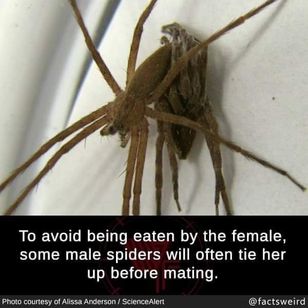 😈🕷 https://t.co/O2NpHxBpZf