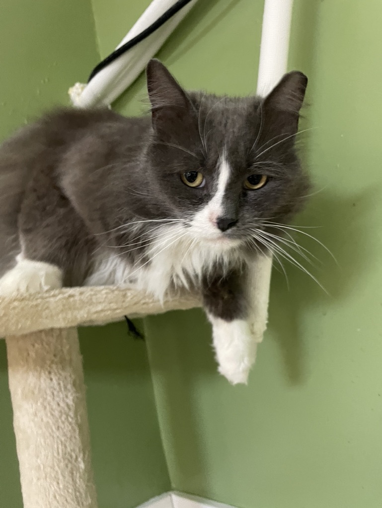CVARescue's tweet photo. Hi, I'm Fred.  I'm all about the pets and run to get love from the humans.  That's what humans are for right? Giving pets? https://t.co/ZhzV66EvDi