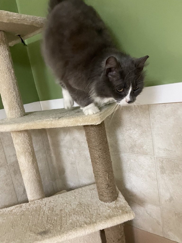 CVARescue's tweet photo. Hi, I'm Fred.  I'm all about the pets and run to get love from the humans.  That's what humans are for right? Giving pets? https://t.co/ZhzV66EvDi