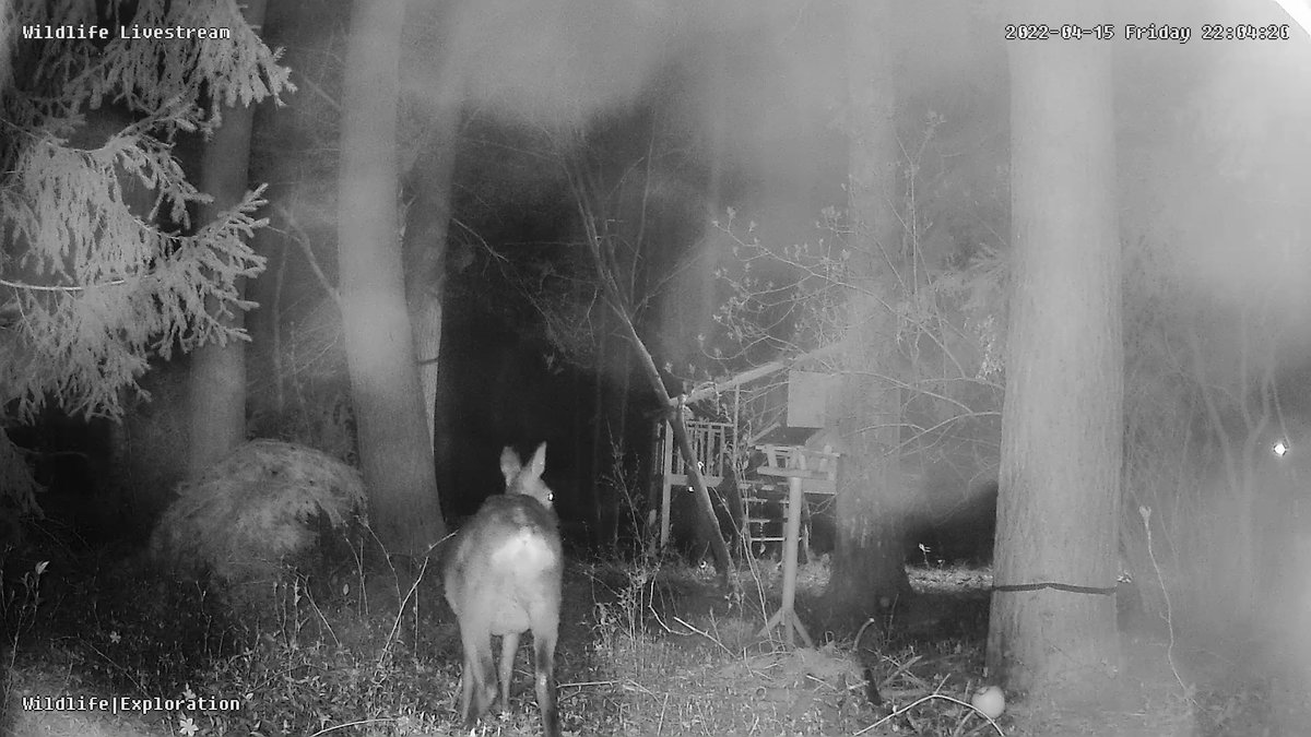 Nature4Explorer's tweet photo. Doe visible on livecam, grazing and enjoying apple... https://t.co/NPQPGEfcjP https://t.co/LohtK5QChu