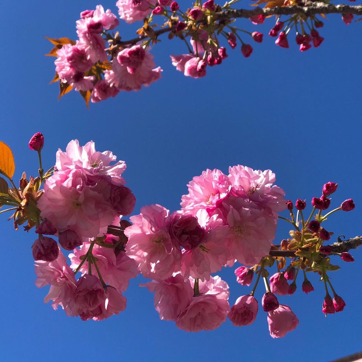 ArlindaBinjaku's tweet photo. #asbeautifulasalways🌺 #tirana #japancherryblossom 🌸 https://t.co/9ElSQ6XpRz
