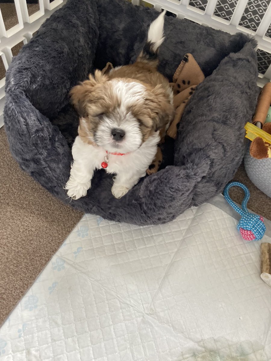 Sara Owbridge 💙 tweet media