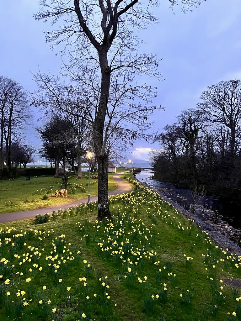 alisonjfwatt's tweet image. Dusk, looking out over a carpet of daffodils to the Firth of Clyde ..