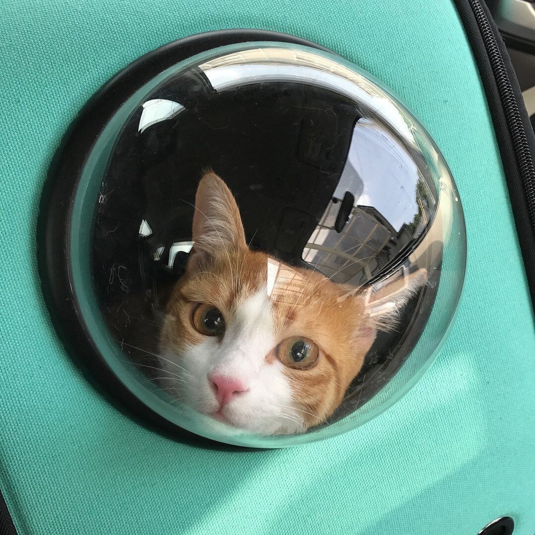 TodoDiaGatinhos's tweet image. 