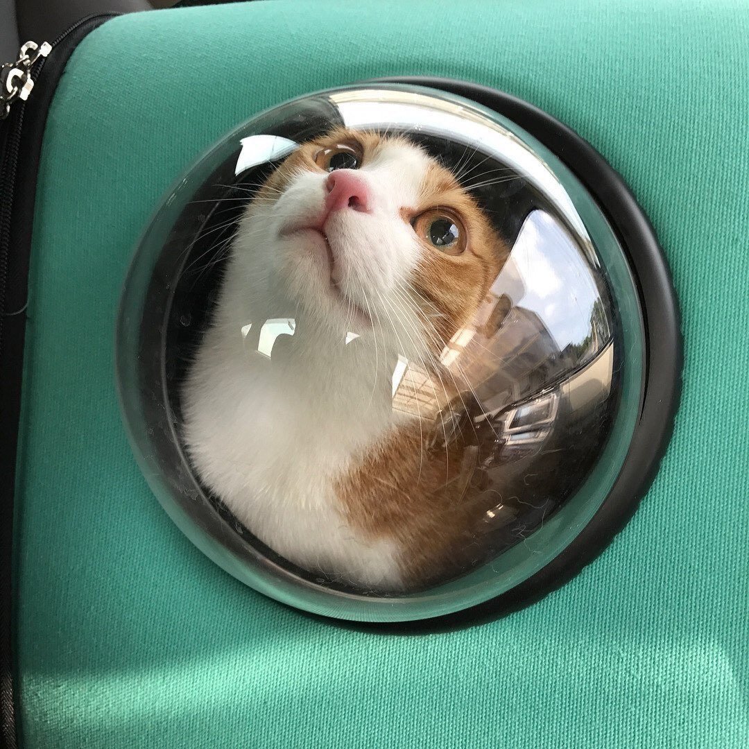 TodoDiaGatinhos's tweet image. 