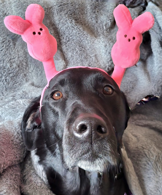 voxtelesys's tweet photo. Happy Easter from our very Good Boi, Chewie, and his Peeps. https://t.co/bNsbuUjtNc
