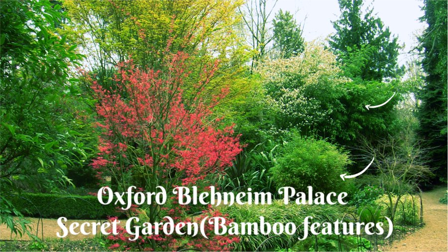 bamboo plants for shaded sites