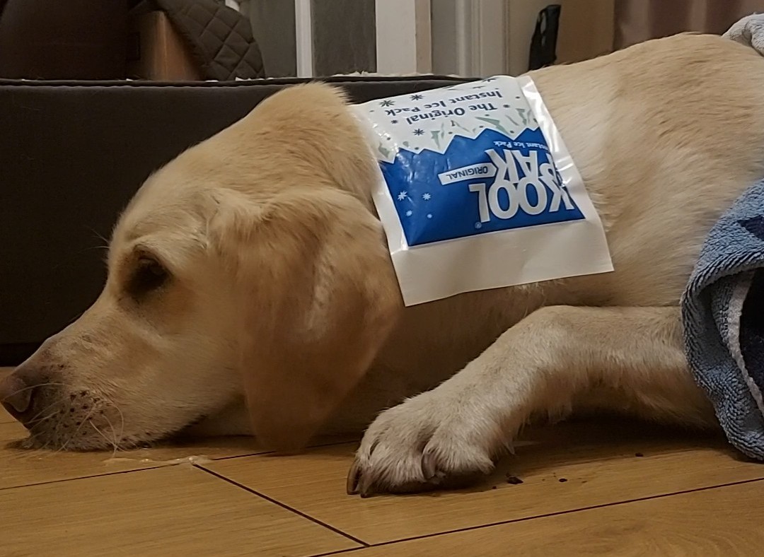 JackTheLab on Twitter "Had a seizure tonight. Mum has to cool me down