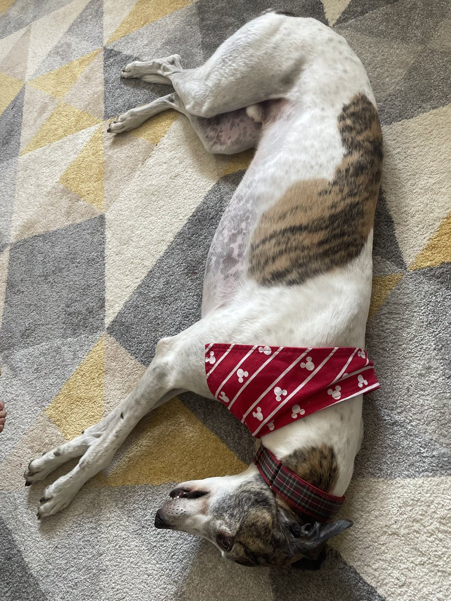 Pals, I had another roast dindins at nana and grandads today, and ohmygod it was fabulous ❤️ big mum got this picture of me post-roast. I needed a little nap as was in a food coma 😴❤️🍗