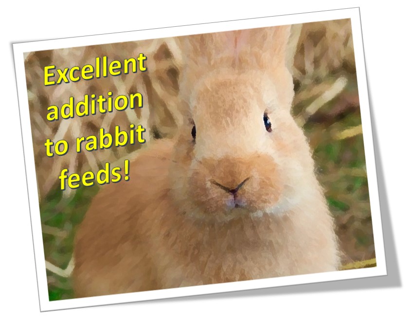 MicroLiteLLC's tweet photo. The Easter Bunny agrees... 🐰
#MagnesiumMica is a palatable and nutritious pelleting aid in #RabbitFeed, and is a perfect #AllNatural addition to any complete ration feed. https://t.co/ieNDmSKO6Z