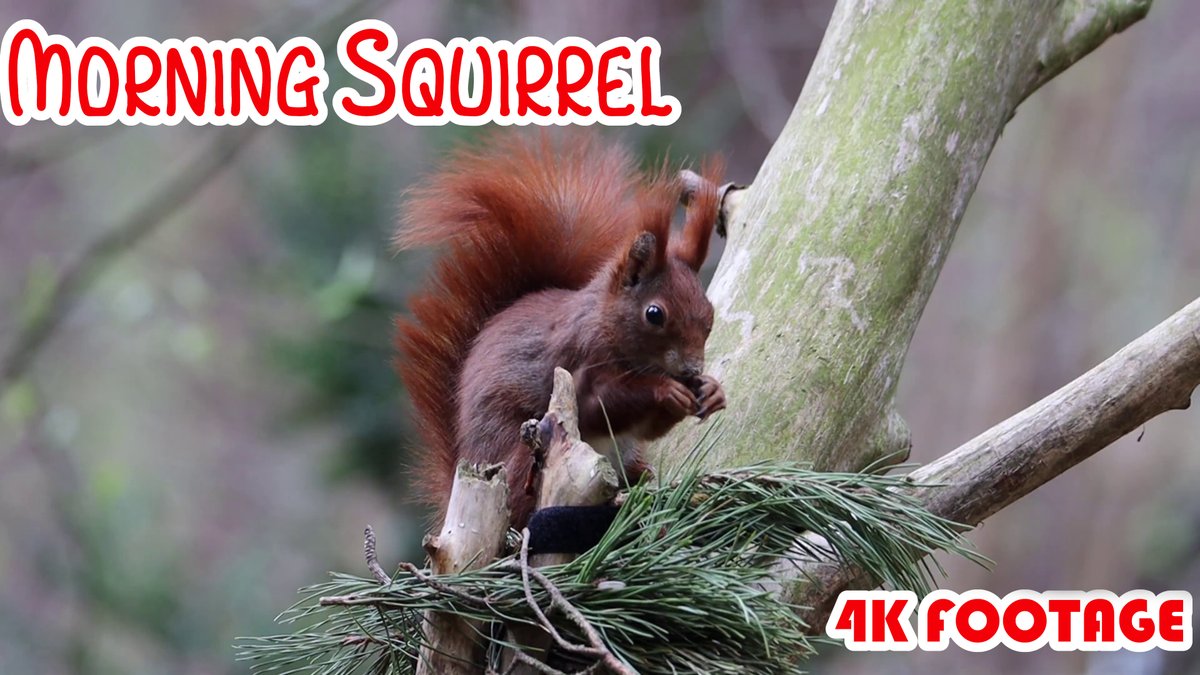 Nature4Explorer's tweet photo. New video published:
https://t.co/PRTxh4P85t https://t.co/pprWsKM4Os