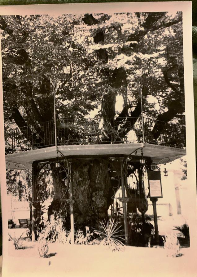 Esta maravillosa foto del árbol de la música, me la ha pasado mi amigo <a href="/Octaben/">Octavio</a>. La hizo su padre en una visita a Soria.