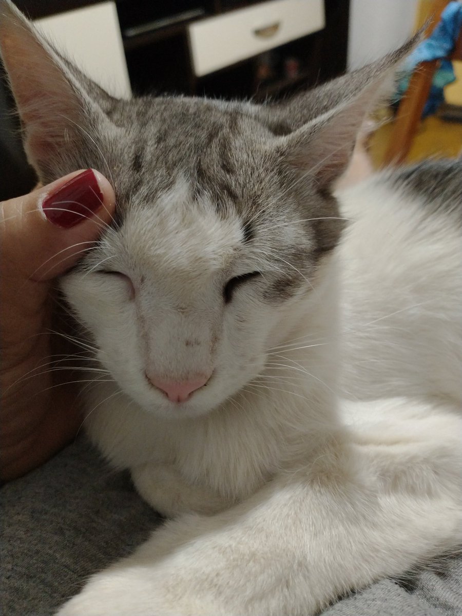 Babiborboleta13's tweet photo. Meu 🥰 #Floquinho https://t.co/fGU14p4BeE