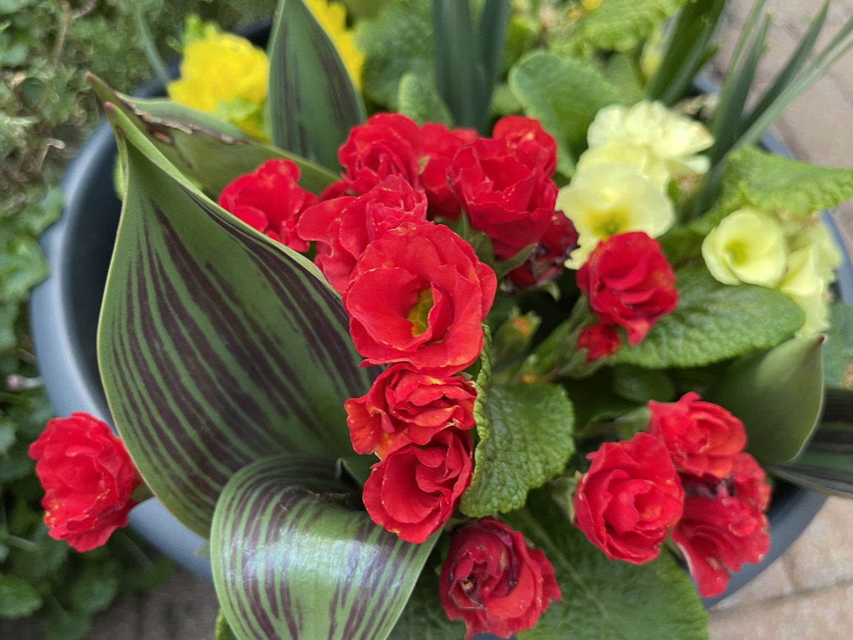 Trev7807's tweet photo. @qvcuk @RichardQVC Planted with Richard Jacksons root booster Fed with Richard Jackson’s flower power. #QVCGardening https://t.co/0paSyc9vQh