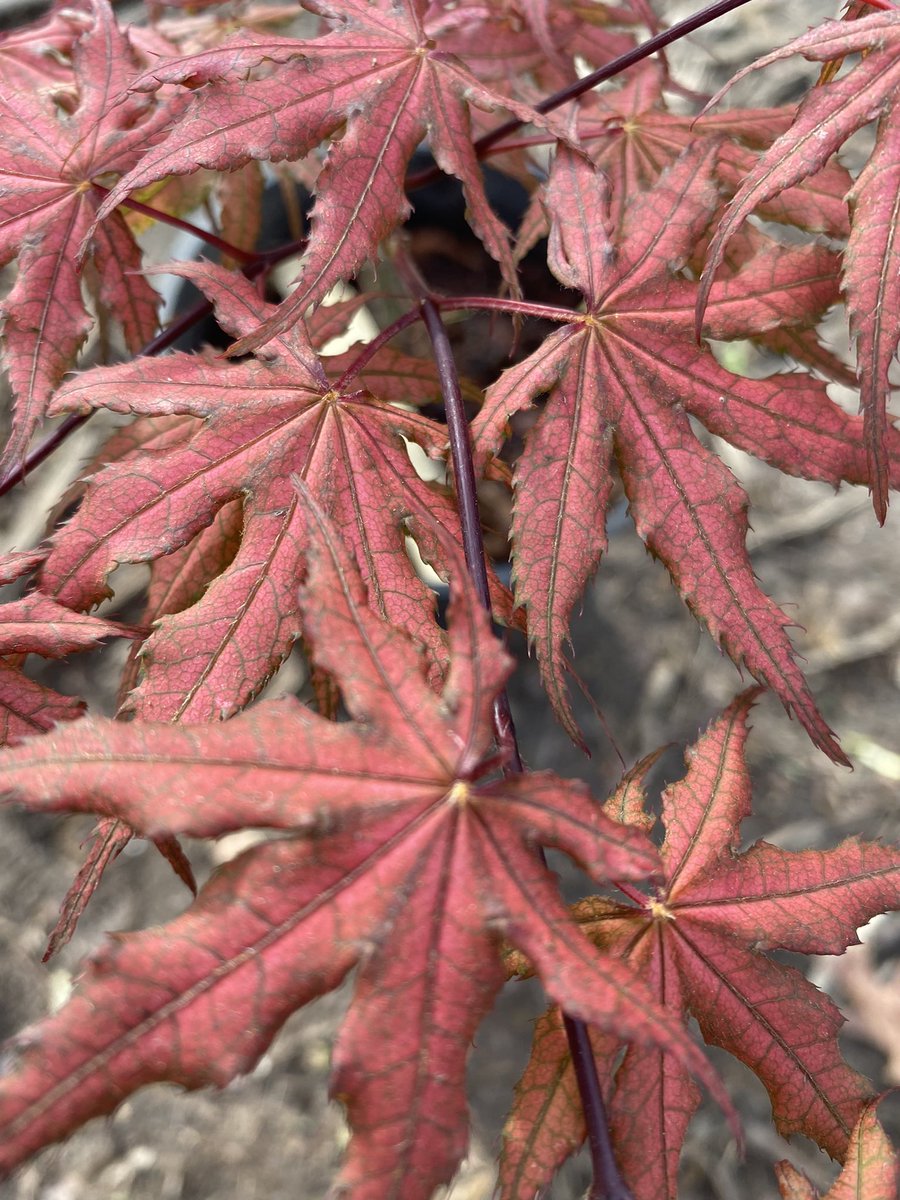SpruceandMaple's tweet photo. Spring is here! Some of our favorites leaving out all over the place! 
🐯Tiger Rose
🍓Olsens Frosted Strawberry
👻Amber Ghost 
🍁Sister Ghost

#japanesemaples #trees #gardening #zen https://t.co/hLVlbuR6fg