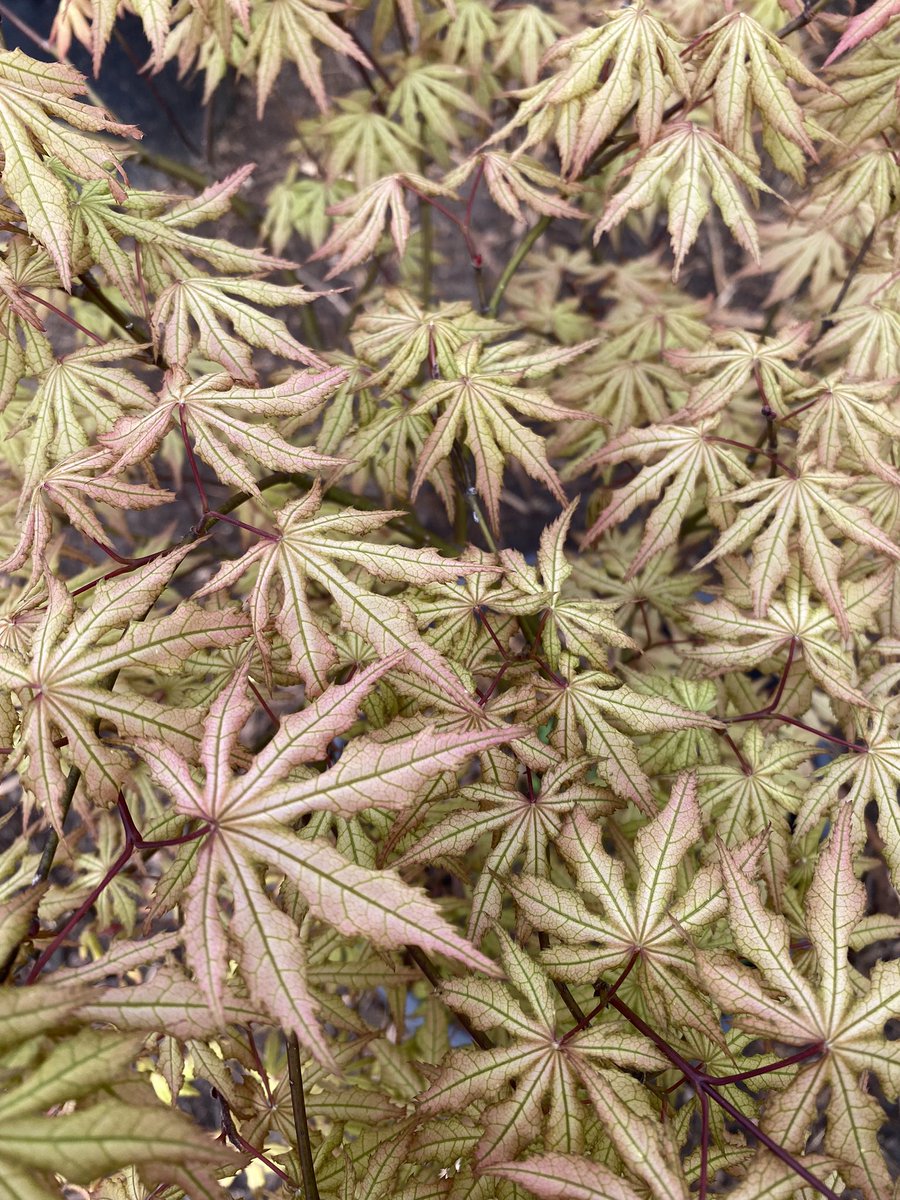 SpruceandMaple's tweet photo. Spring is here! Some of our favorites leaving out all over the place! 
🐯Tiger Rose
🍓Olsens Frosted Strawberry
👻Amber Ghost 
🍁Sister Ghost

#japanesemaples #trees #gardening #zen https://t.co/hLVlbuR6fg