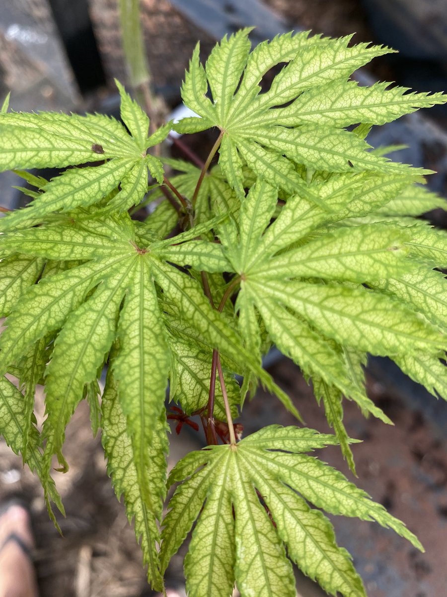 SpruceandMaple's tweet photo. Spring is here! Some of our favorites leaving out all over the place! 
🐯Tiger Rose
🍓Olsens Frosted Strawberry
👻Amber Ghost 
🍁Sister Ghost

#japanesemaples #trees #gardening #zen https://t.co/hLVlbuR6fg