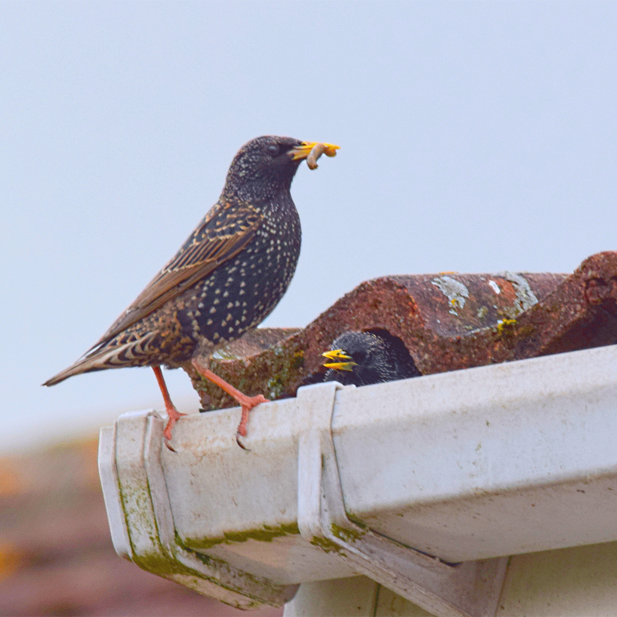 LeafFilter's tweet photo. What do birds, squirrels, chipmunks, and snakes have in common? They will all try and use your #gutters as a home in the #spring! LeafFilter is completely enclosed to keep out all #pests! Learn more during your free estimate. https://t.co/VxdcgQVPLR
