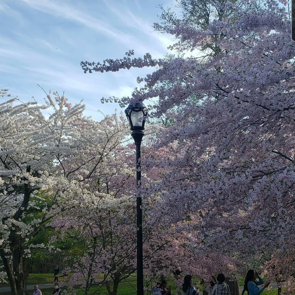 @I_LOVE_NY The @BuffaloHistory museum Cherry Blossoms. ❤ #ISpyNy