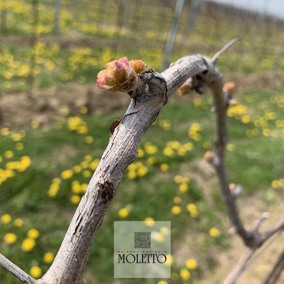 Young #Glera vines #buds 
🌱 
Gemma di giovane vite della varietà #Glera

#WalkInTheVineyards #WalkInTheVineyard #sharethevine
#Aprile #April #vine #vines
#Prosecco #MolettoProsecco 
#Moletto #MolettoWinery #GreenWinery #Veneto
#MolettoWines #ViniMoletto #Vini #Vino #Wine #Wines