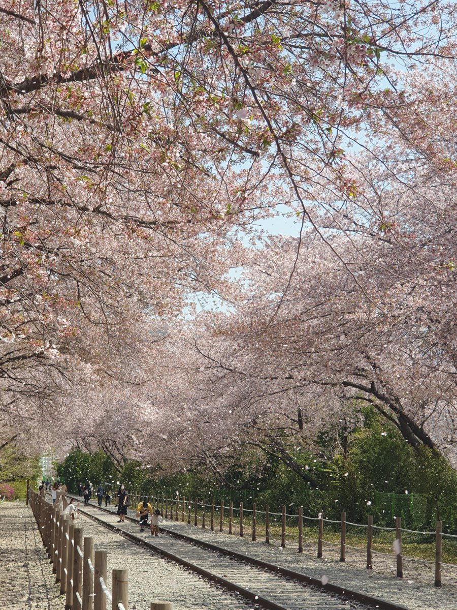 Chickadee_app's tweet photo. Flower Friday! Gunhang Festival in Jinhae is the most popular cherry blossom festival in Korea. The festival got canceled again this year due to the pandemic, but ~250,000 people still came to Jinhae between March 26th and April 4th. 

Hope the festival comes back next year🤞 https://t.co/319aqXnMzP