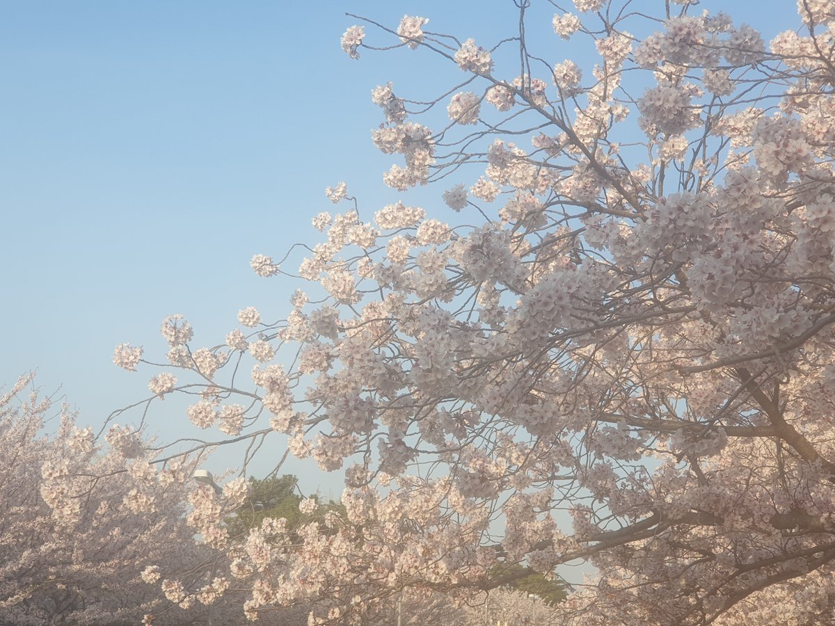 Chickadee_app's tweet photo. Flower Friday! Gunhang Festival in Jinhae is the most popular cherry blossom festival in Korea. The festival got canceled again this year due to the pandemic, but ~250,000 people still came to Jinhae between March 26th and April 4th. 

Hope the festival comes back next year🤞 https://t.co/319aqXnMzP