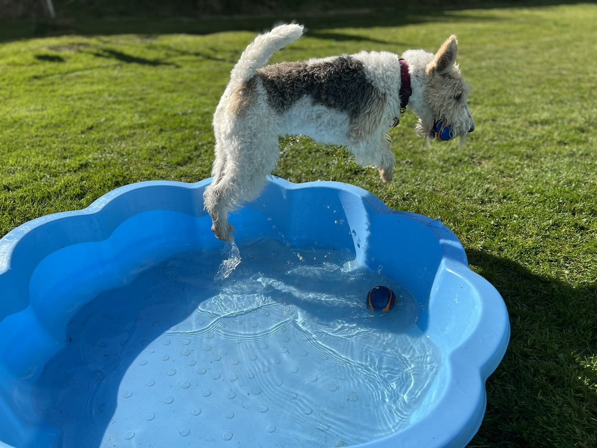 Levitation - just another superpower of the fox terrier 🐾🐾