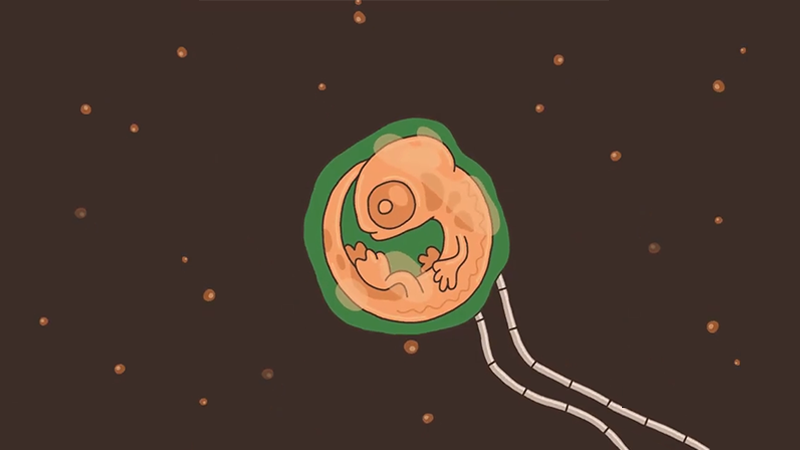 cloudzy_eth's tweet image. Tomorrow I'm gonna watch my son finally become an independent young lizard, it's been a long journey thank you @psychrome for making it happen 😭❤️