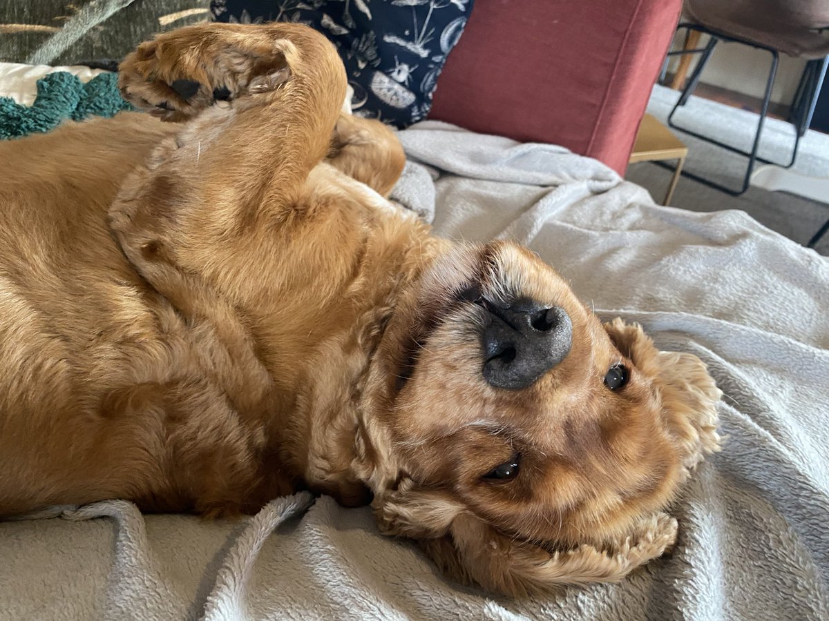 A/Prof Luke Hesson tweet media