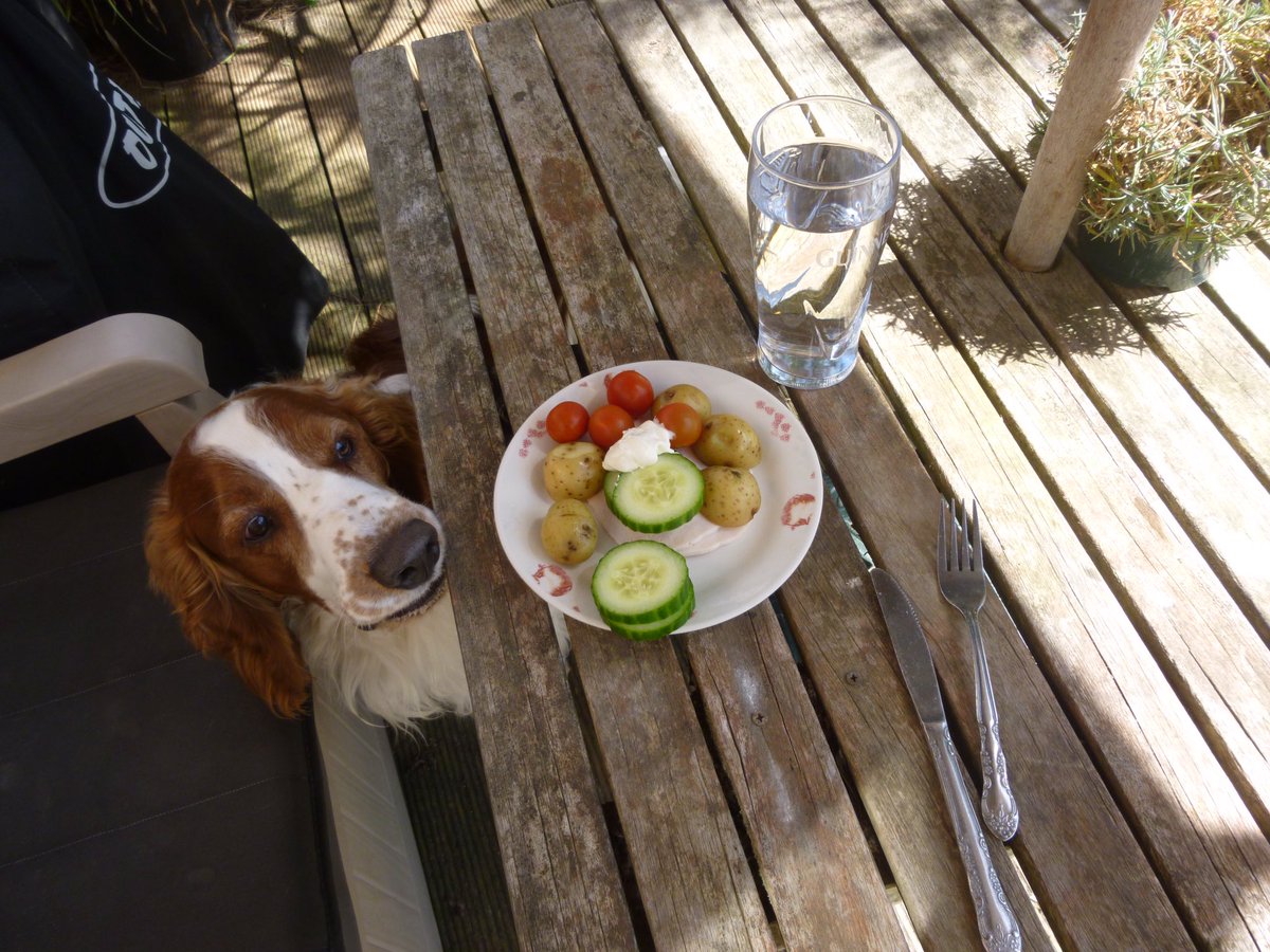 mollydee844's tweet photo. Herbie eyeing up my lunch today https://t.co/RVSOd6YYaU